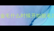 金毛什么时候开始脱毛