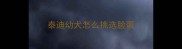 泰迪幼犬怎么挑选脸蛋