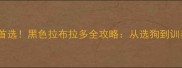 导盲犬搜救犬首选黑色拉布拉多全攻略从选狗到训养保姆级指南