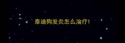 泰迪狗发炎怎么治疗
