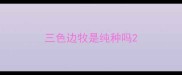 三色边牧是纯种吗
