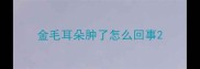 金毛耳朵肿了怎么回事