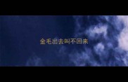 金毛出去叫不回来