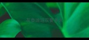 灰泰迪返灰要多久