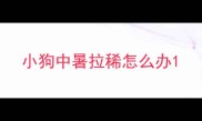 小狗中暑拉稀怎么办