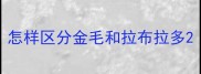 怎样区分金毛和拉布拉多