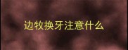 边牧换牙注意什么