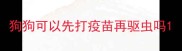 狗狗可以先打疫苗再驱虫吗