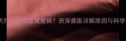 拉布拉多犬打呼噜频繁竟是病资深兽医详解原因与科学应对指南