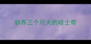 驯养三个月大的哈士奇