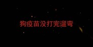 狗疫苗没打完遛弯