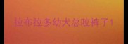 拉布拉多幼犬总咬裤子