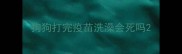 狗狗打完疫苗洗澡会死吗