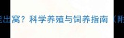 法斗幼犬多久能出窝科学养殖与饲养指南附出窝时间表