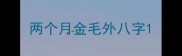 两个月金毛外八字