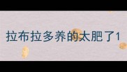 拉布拉多养的太肥了