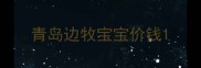 青岛边牧宝宝价钱