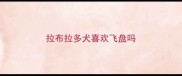拉布拉多犬喜欢飞盘吗