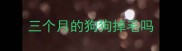 三个月的狗狗掉毛吗