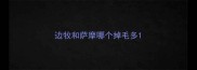 边牧和萨摩哪个掉毛多