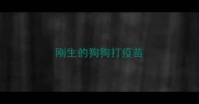刚生的狗狗打疫苗