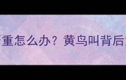 金毛犬毛发打结掉毛严重怎么办黄鸟叫背后竟是这5大护理禁忌
