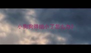 小狗狗得细小了怎么办