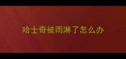 哈士奇被雨淋了怎么办
