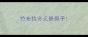 拉布拉多犬粉鼻子