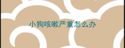 小狗咳嗽严重怎么办