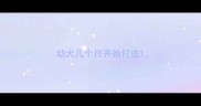 幼犬几个月开始打虫