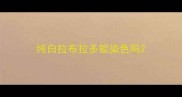 纯白拉布拉多能染色吗