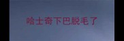 哈士奇下巴脱毛了