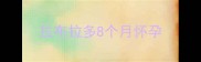 拉布拉多8个月怀孕