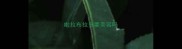啦拉布拉多要美容吗