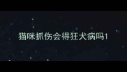 猫咪抓伤会得狂犬病吗