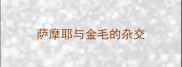 萨摩耶与金毛的杂交