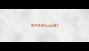 狗狗便便怎么处理