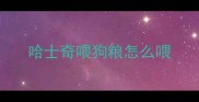 哈士奇喂狗粮怎么喂