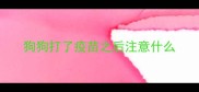 狗狗打了疫苗之后注意什么