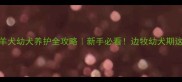 2个月边境牧羊犬幼犬养护全攻略新手必看边牧幼犬期这样养才健康