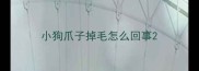 小狗爪子掉毛怎么回事