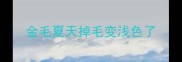金毛夏天掉毛变浅色了