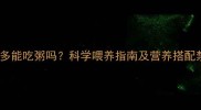 拉布拉多能吃粥吗科学喂养指南及营养搭配禁忌全