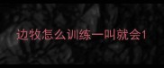 边牧怎么训练一叫就会