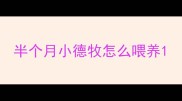 半个月小德牧怎么喂养