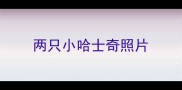 两只小哈士奇照片
