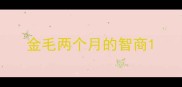 金毛两个月的智商