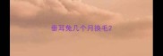 垂耳兔几个月换毛