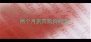 两个月贵宾狗狗的毛